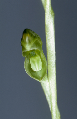 APII jpeg image of Pterostylis mutica  © contact APII