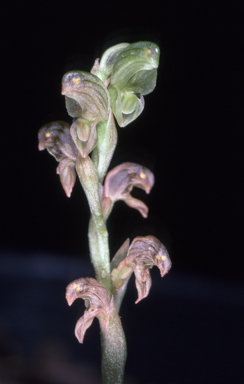 APII jpeg image of Pterostylis cycnocephala  © contact APII