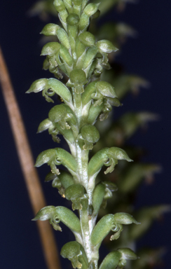 APII jpeg image of Microtis eremicola  © contact APII