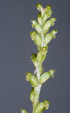 APII jpeg image of Microtis unifolia  © contact APII