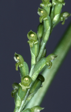 APII jpeg image of Microtis benthamiana  © contact APII