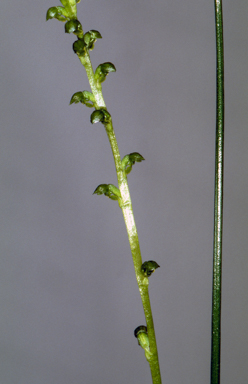 APII jpeg image of Microtis magnadenia  © contact APII