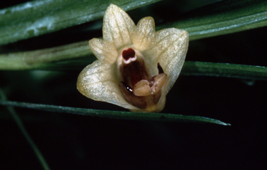 APII jpeg image of Dendrobium malbrownii  © contact APII