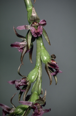 APII jpeg image of Prasophyllum mimulum  © contact APII