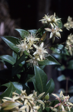 APII jpeg image of Backhousia myrtifolia  © contact APII