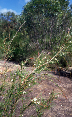APII jpeg image of Baeckea linifolia  © contact APII