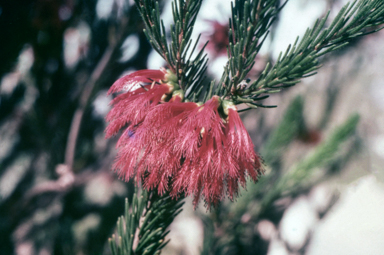 APII jpeg image of Calothamnus gilesii  © contact APII