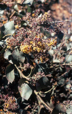 APII jpeg image of Darwinia latifolia  © contact APII
