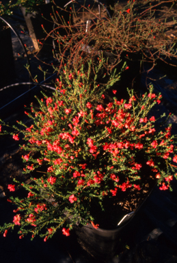 APII jpeg image of Lechenaultia 'Princess Pink'  © contact APII