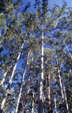 APII jpeg image of Eucalyptus deanei  © contact APII