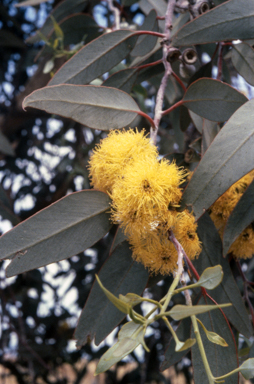 APII jpeg image of Eucalyptus woodwardii  © contact APII