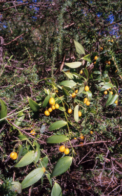 APII jpeg image of Eustrephus latifolius  © contact APII