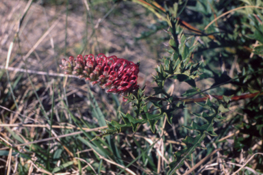 APII jpeg image of Grevillea acanthifolia  © contact APII