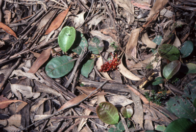 APII jpeg image of Grevillea laurifolia  © contact APII