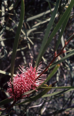 APII jpeg image of Hakea francisiana  © contact APII