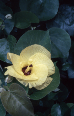 APII jpeg image of Hibiscus tiliaceus  © contact APII