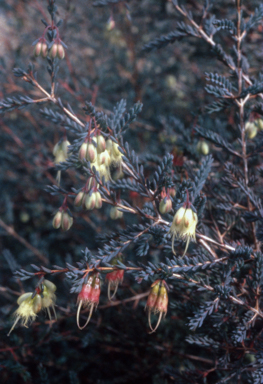 APII jpeg image of Homoranthus darwinioides  © contact APII