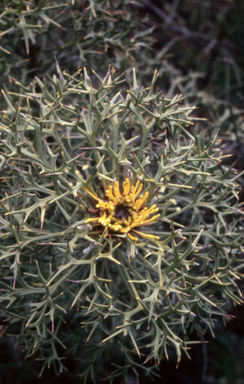 APII jpeg image of Isopogon ceratophyllus  © contact APII