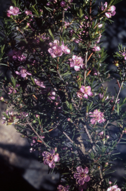 APII jpeg image of Kunzea affinis  © contact APII