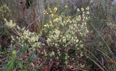 APII jpeg image of Lissanthe strigosa  © contact APII