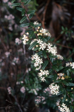 APII jpeg image of Leionema bilobum  © contact APII