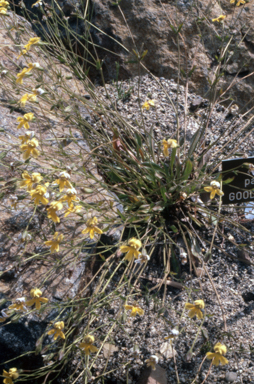 APII jpeg image of Goodenia paradoxa  © contact APII