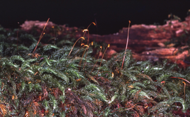 APII jpeg image of Rhizogonium spiniforme  © contact APII