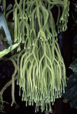 APII jpeg image of Huperzia gracilimum  © contact APII