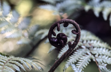 APII jpeg image of Cyathea leichardtiana  © contact APII