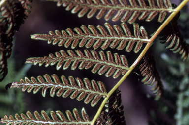 APII jpeg image of Pteridium esculentum  © contact APII