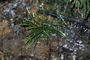 APII jpeg image of Schizaea rupestris  © contact APII