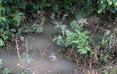 APII jpeg image of Diplazium esculentum  © contact APII