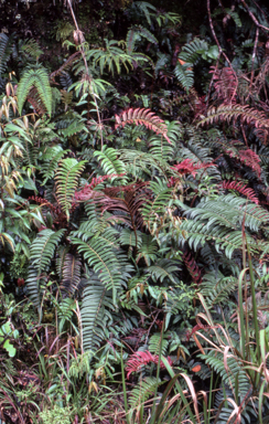 APII jpeg image of Blechnum archboldii  © contact APII