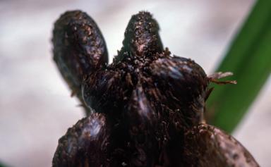 APII jpeg image of Cyathea decurrens  © contact APII