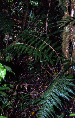 APII jpeg image of Polystichum aculeatum  © contact APII