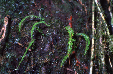 APII jpeg image of Lindsaea pulchella var. blanda  © contact APII