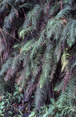 APII jpeg image of Pteris vittata  © contact APII