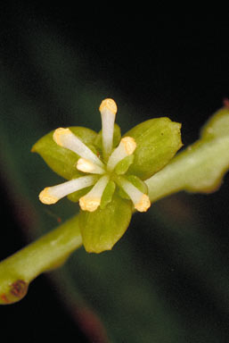 APII jpeg image of Tinospora smilacina  © contact APII