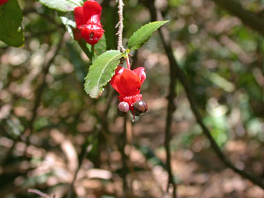 APII jpeg image of Ochna serrulata  © contact APII