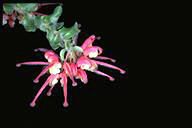 Grevillea baueri subsp. asperula - click for larger image