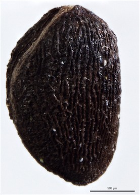 APII jpeg image of Zieria tuberculata  © contact APII