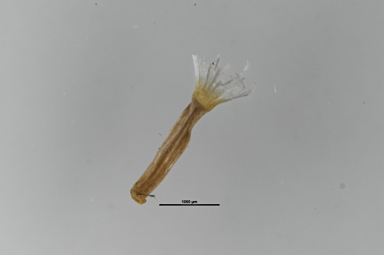 APII jpeg image of Coronidium scorpioides  © contact APII