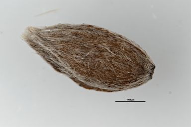 APII jpeg image of Pimelea ligustrina subsp. ciliata  © contact APII