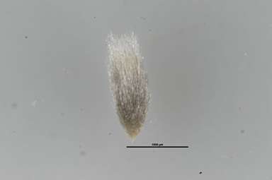 APII jpeg image of Pycnosorus thompsonianus  © contact APII