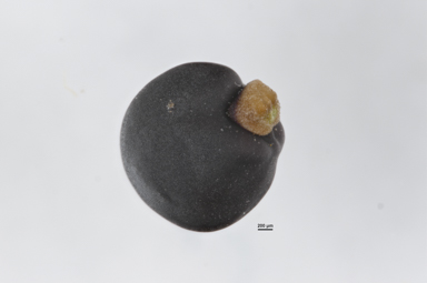 APII jpeg image of Dodonaea viscosa subsp. angustissima  © contact APII