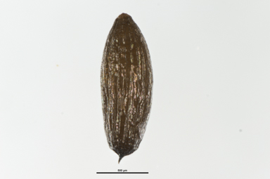 APII jpeg image of Ottelia ovalifolia  © contact APII