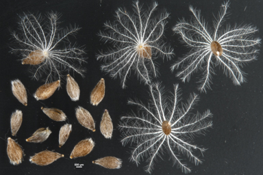 APII jpeg image of Craspedia crocata  © contact APII