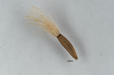 APII jpeg image of Celmisia pulchella  © contact APII