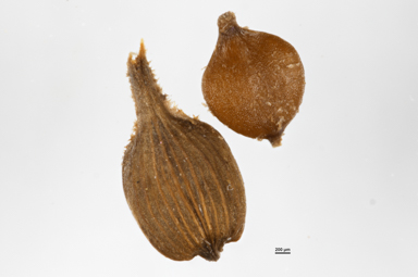 APII jpeg image of Carex  © contact APII