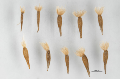 APII jpeg image of Vittadinia gracilis  © contact APII